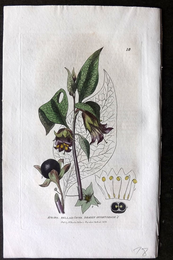 Baxter 1834 Hand Col Botanical Print. Deadly Nightshade 10 (1 of 1)