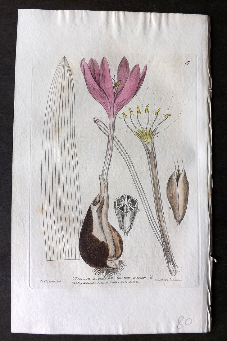 Baxter 1834 Hand Col Botanical Print. Meadow Saffron 17: Hand Colored Etching Published 1834-43, Oxford for "British Phaenogamous Botany; or, Figures and Descriptions of British Flowering Plants" by William Baxter. Paper Size: 8.5 x 5.5 inch (22 x 14cm) Ver