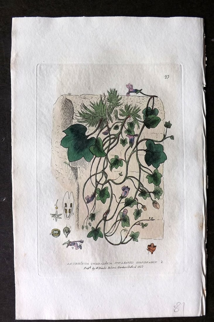 Baxter 1834 Hand Col Botanical Print. Ivy Leaved Snapdragon 23 (1 of 1)