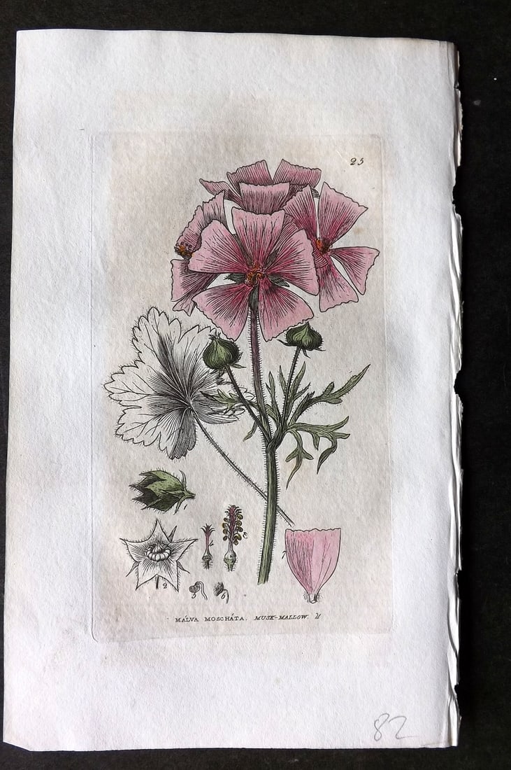 Baxter 1834 Hand Col Botanical Print. Musk Mallow 25 (1 of 1)
