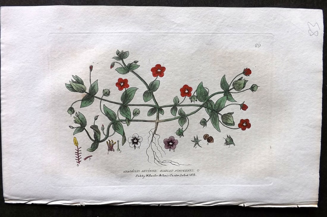 Baxter 1834 Hand Col Botanical Print. Scarlet Pimpernel 29 (1 of 1)