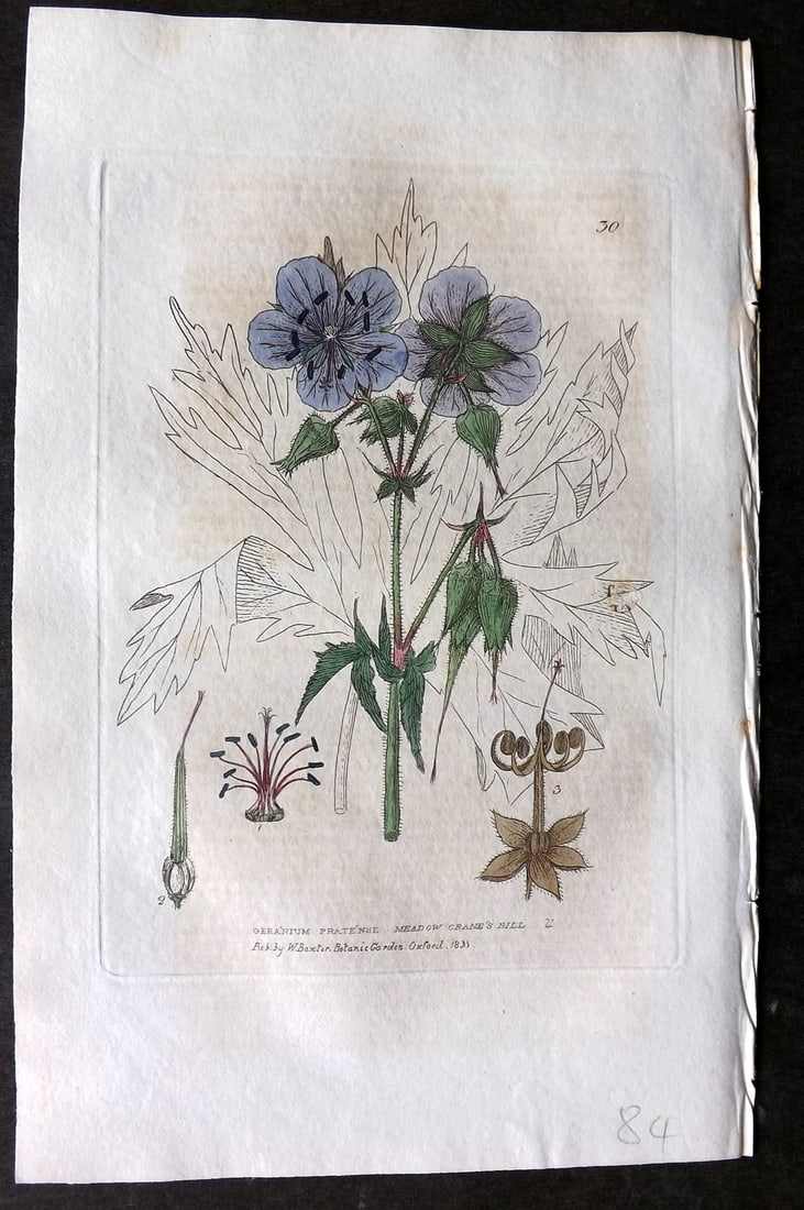 Baxter 1834 Hand Col Botanical Print. Meadow's Crane's Bill 30 (1 of 1)