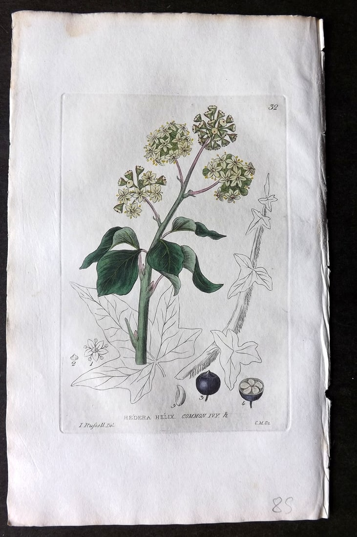 Baxter 1834 Hand Col Botanical Print. Common Ivy 32: Hand Colored Etching Published 1834-43, Oxford for "British Phaenogamous Botany; or, Figures and Descriptions of British Flowering Plants" by William Baxter. Paper Size: 8.5 x 5.5 inch (22 x 14cm) Goo