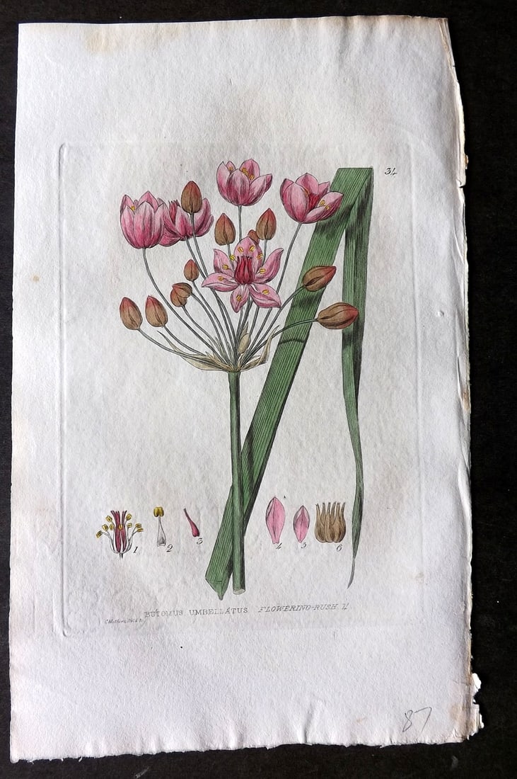 Baxter 1834 Hand Col Botanical Print. Flowering Rush 34: Hand Colored Etching Published 1834-43, Oxford for "British Phaenogamous Botany; or, Figures and Descriptions of British Flowering Plants" by William Baxter. Paper Size: 8.5 x 5.5 inch (22 x 14cm) Goo