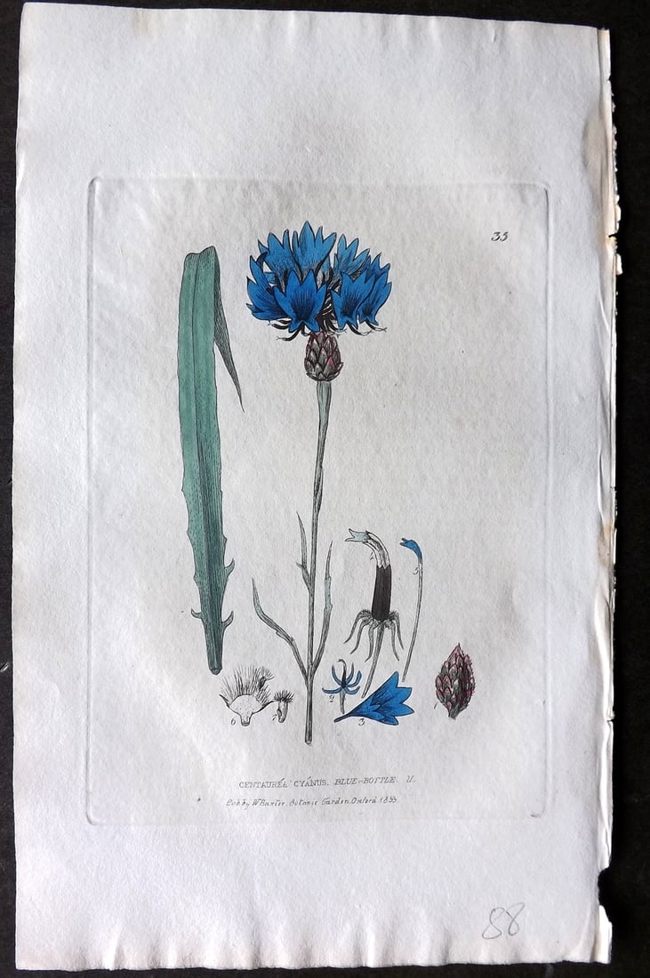 Baxter 1834 Hand Col Botanical Print. Blue Bottle 35 (1 of 1)
