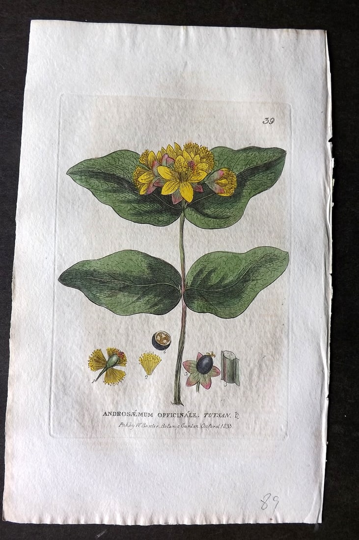 Baxter 1834 Hand Col Botanical Print. Tutsan 39: Hand Colored Etching Published 1834-43, Oxford for "British Phaenogamous Botany; or, Figures and Descriptions of British Flowering Plants" by William Baxter. Paper Size: 8.5 x 5.5 inch (22 x 14cm) Ver