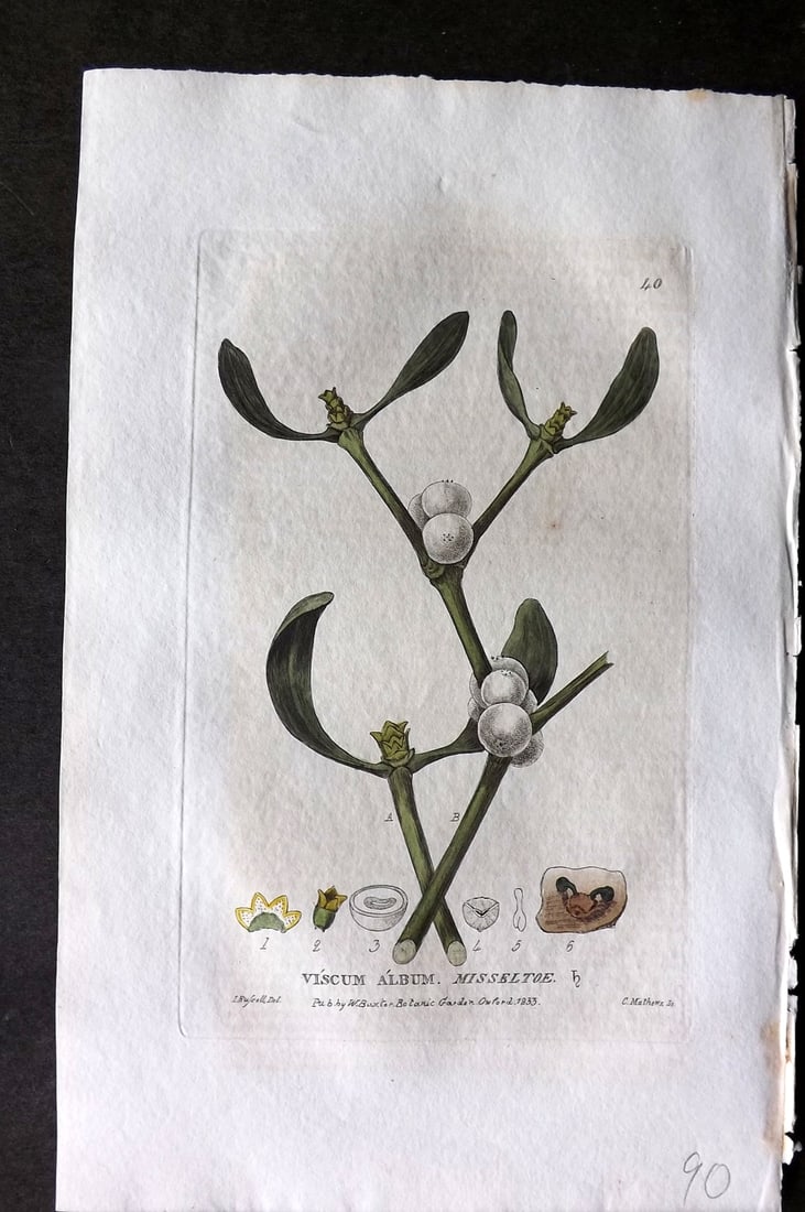 Baxter 1834 Hand Col Botanical Print. Misseltoe 40: Hand Colored Etching Published 1834-43, Oxford for "British Phaenogamous Botany; or, Figures and Descriptions of British Flowering Plants" by William Baxter. Paper Size: 8.5 x 5.5 inch (22 x 14cm) Goo