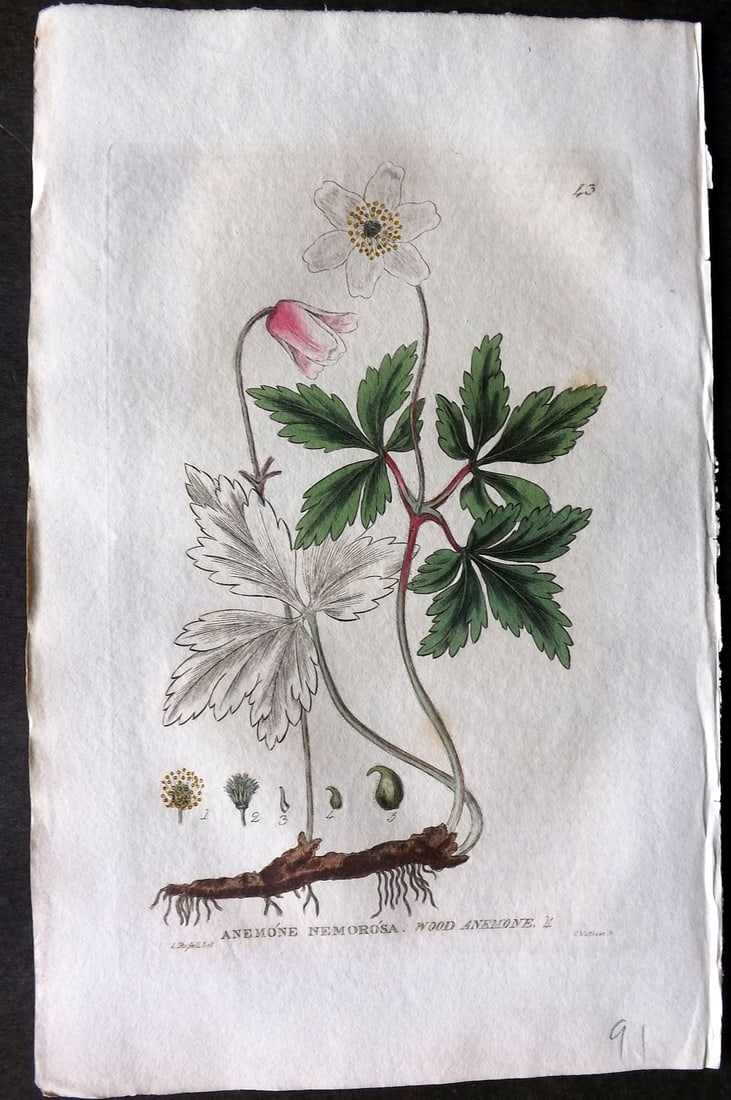 Baxter 1834 Hand Col Botanical Print. Wood Anemone 43 (1 of 1)
