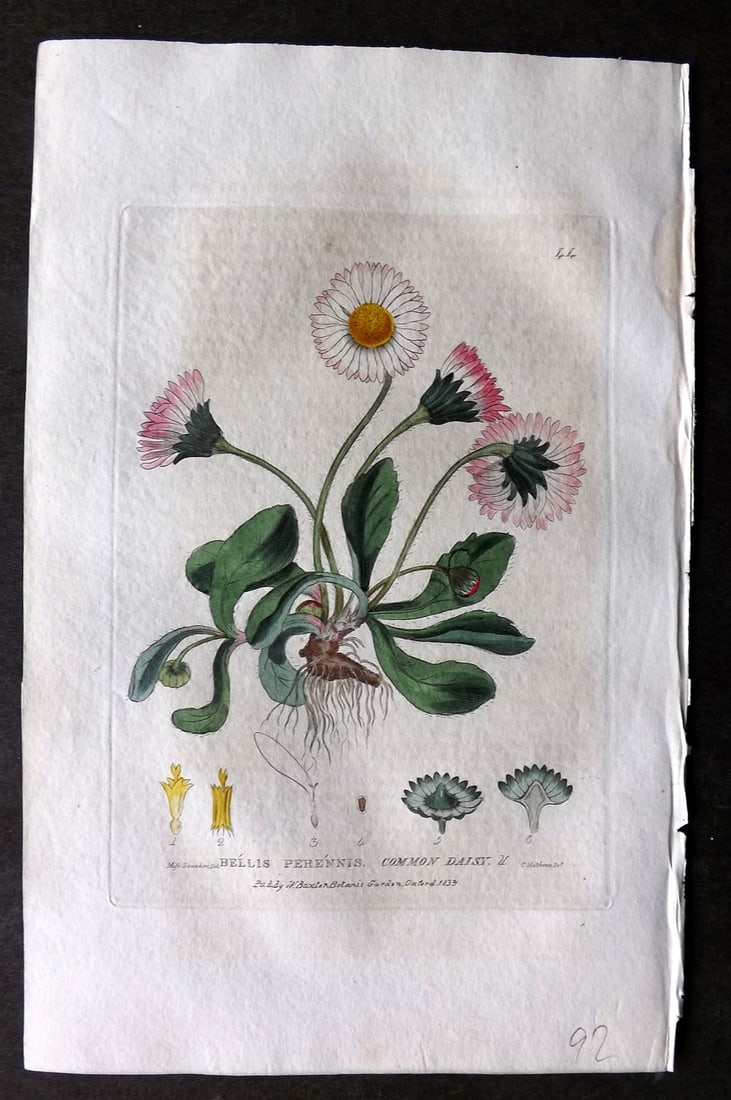 Baxter 1834 Hand Col Botanical Print. Common Daisy 44 (1 of 1)
