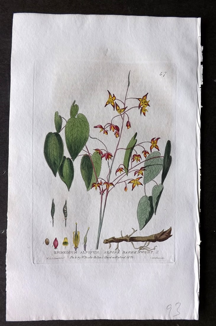 Baxter 1834 Hand Col Botanical Print. Alpine Barrenwort 47: Hand Colored Etching Published 1834-43, Oxford for "British Phaenogamous Botany; or, Figures and Descriptions of British Flowering Plants" by William Baxter. Paper Size: 8.5 x 5.5 inch (22 x 14cm) Goo