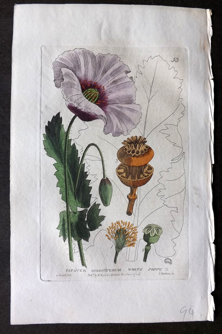 Baxter 1834 Hand Col Botanical Print. White Poppy 53: Hand Colored Etching Published 1834-43, Oxford for "British Phaenogamous Botany; or, Figures and Descriptions of British Flowering Plants" by William Baxter. Paper Size: 8.5 x 5.5 inch (22 x 14cm) Goo