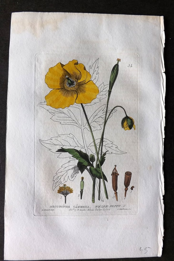 Baxter 1834 Hand Col Botanical Print. Welsh Poppy 54: Hand Colored Etching Published 1834-43, Oxford for "British Phaenogamous Botany; or, Figures and Descriptions of British Flowering Plants" by William Baxter. Paper Size: 8.5 x 5.5 inch (22 x 14cm) Ver