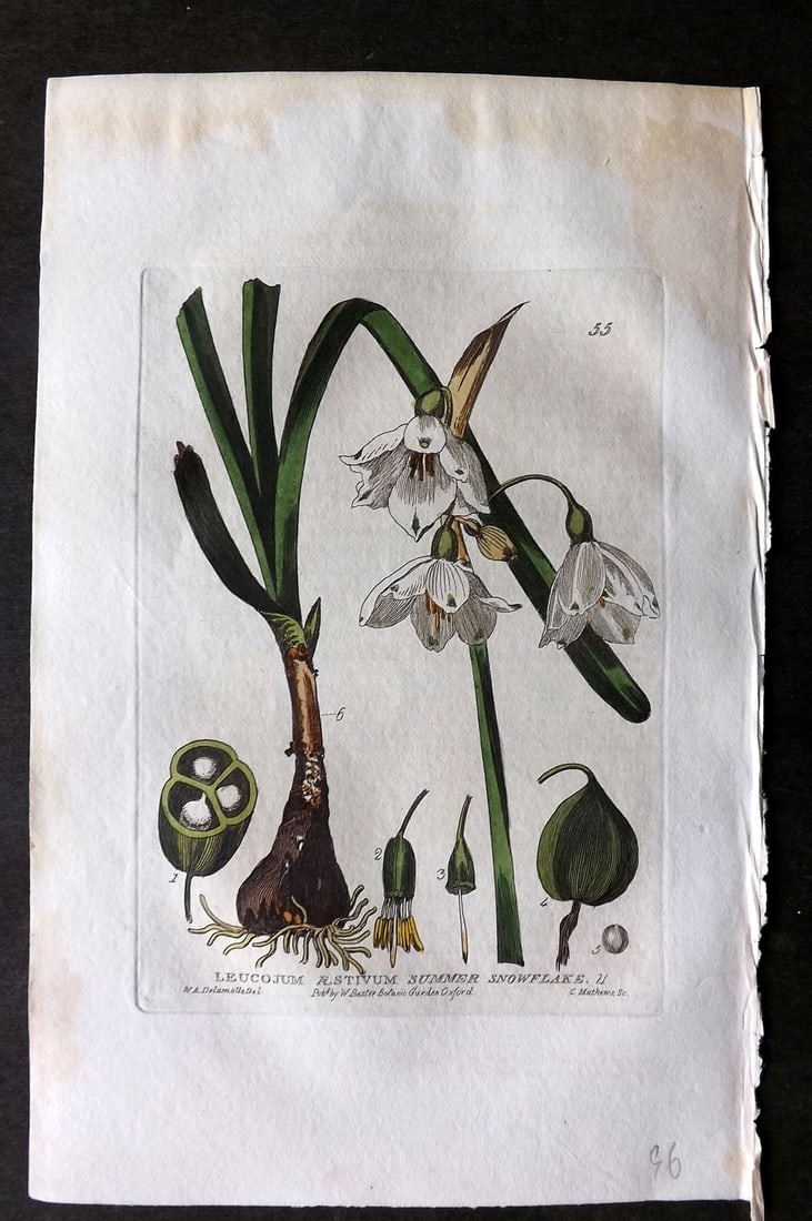 Baxter 1834 Hand Col Botanical Print. Summer Snowflake 55: Hand Colored Etching Published 1834-43, Oxford for "British Phaenogamous Botany; or, Figures and Descriptions of British Flowering Plants" by William Baxter. Paper Size: 8.5 x 5.5 inch (22 x 14cm) Mii