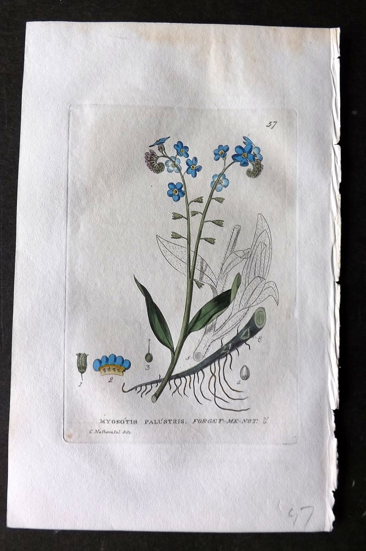 Baxter 1834 Hand Col Botanical Print. Forget-Me-Net 57: Hand Colored Etching Published 1834-43, Oxford for "British Phaenogamous Botany; or, Figures and Descriptions of British Flowering Plants" by William Baxter. Paper Size: 8.5 x 5.5 inch (22 x 14cm) Goo