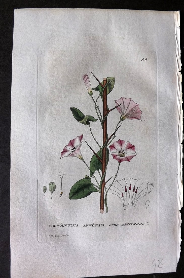 Baxter 1834 Hand Col Botanical Print. Corn Bindweed 58: Hand Colored Etching Published 1834-43, Oxford for "British Phaenogamous Botany; or, Figures and Descriptions of British Flowering Plants" by William Baxter. Paper Size: 8.5 x 5.5 inch (22 x 14cm) Goo