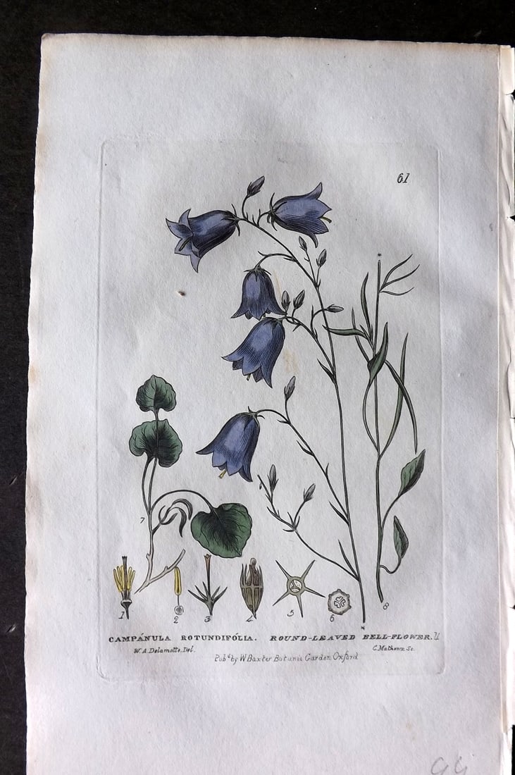 Baxter 1834 Hand Col Botanical Print. Round Leaved Bell Flower 61: Hand Colored Etching Published 1834-43, Oxford for "British Phaenogamous Botany; or, Figures and Descriptions of British Flowering Plants" by William Baxter. Paper Size: 8.5 x 5.5 inch (22 x 14cm) Goo