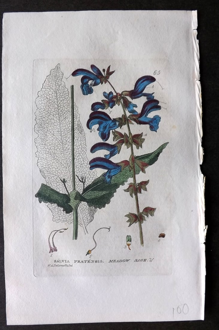 Baxter 1834 Hand Col Botanical Print. Meadow Sage 65: Hand Colored Etching Published 1834-43, Oxford for "British Phaenogamous Botany; or, Figures and Descriptions of British Flowering Plants" by William Baxter. Paper Size: 8.5 x 5.5 inch (22 x 14cm) Goo
