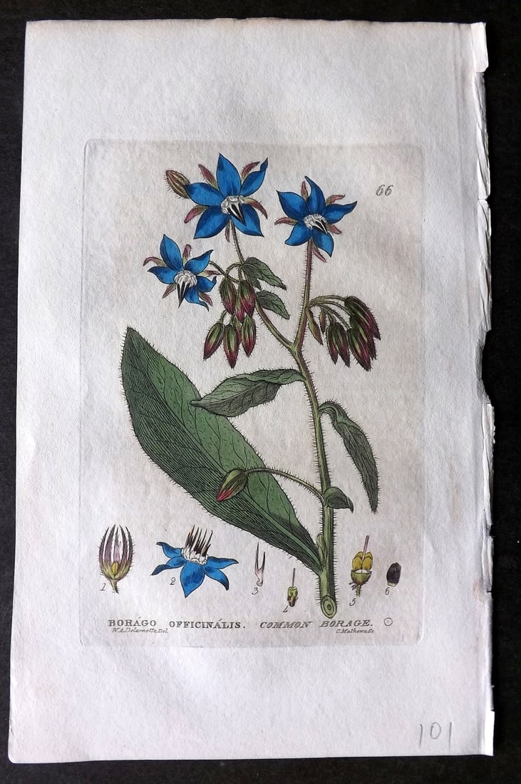 Baxter 1834 Hand Col Botanical Print. Common Borage 66: Hand Colored Etching Published 1834-43, Oxford for "British Phaenogamous Botany; or, Figures and Descriptions of British Flowering Plants" by William Baxter. Paper Size: 8.5 x 5.5 inch (22 x 14cm) Goo