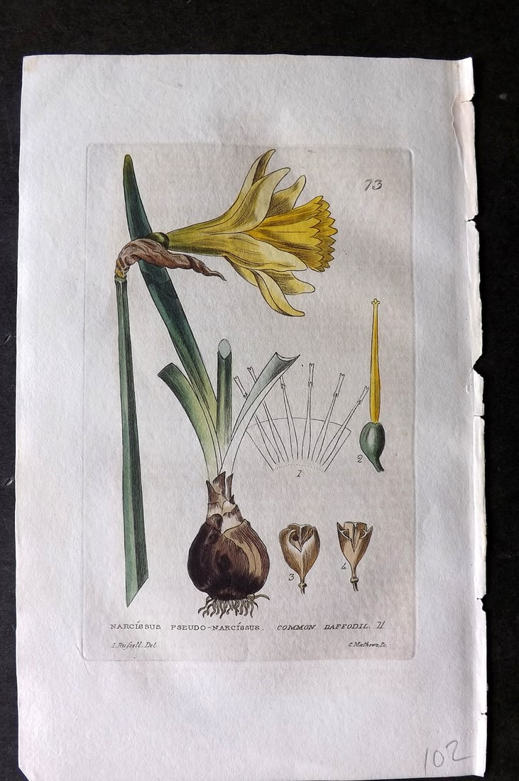 Baxter 1834 Hand Col Botanical Print. Common Daffodil 73 Narcissus: Hand Colored Etching Published 1834-43, Oxford for "British Phaenogamous Botany; or, Figures and Descriptions of British Flowering Plants" by William Baxter. Paper Size: 8.5 x 5.5 inch (22 x 14cm) Goo