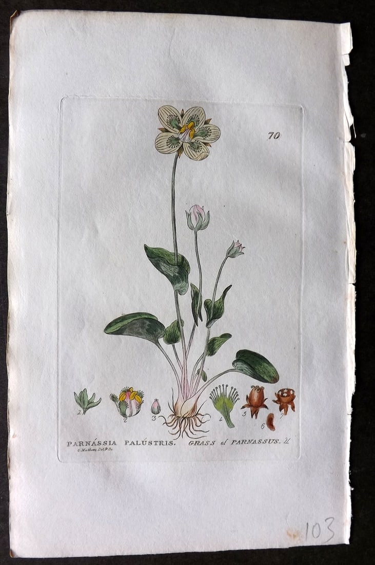 Baxter 1834 Hand Col Botanical Print. Grass of Parnassus 70 (1 of 1)