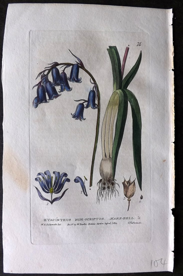 Baxter 1834 Hand Col Botanical Print. Hare Bell 74 (1 of 1)