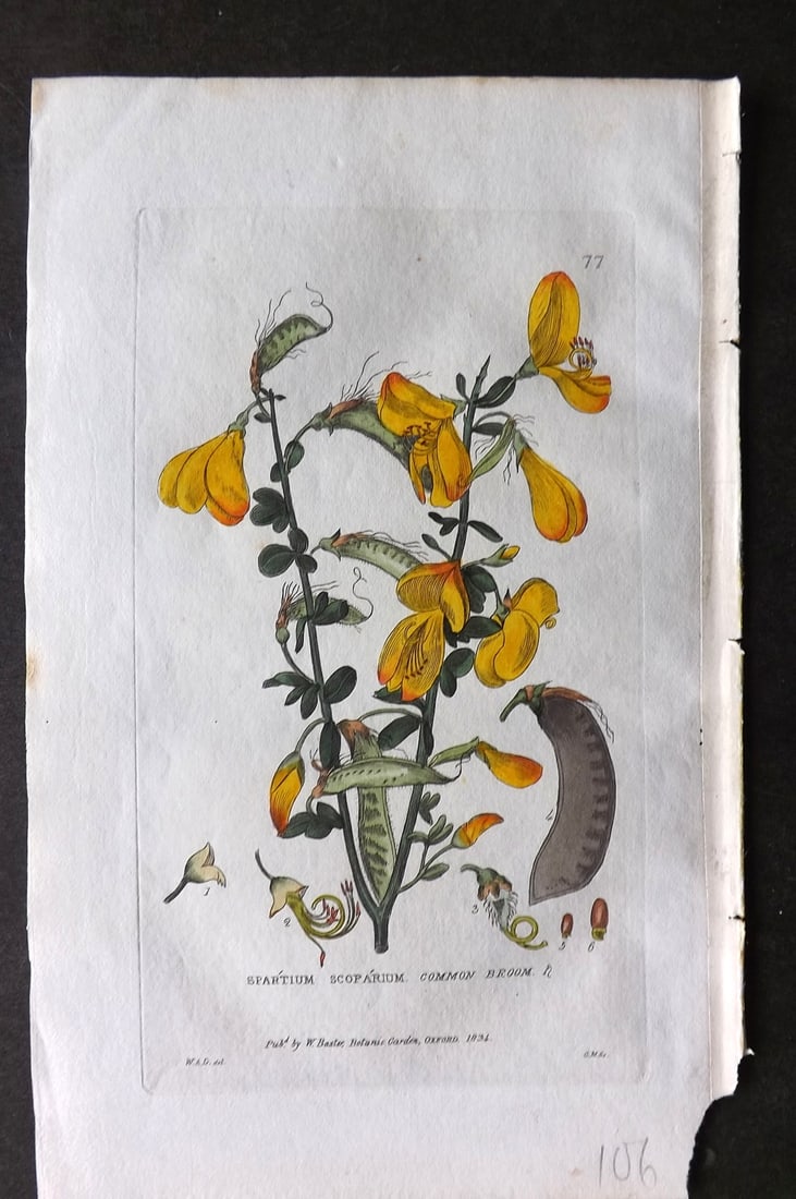 Baxter 1834 Hand Col Botanical Print. Common Broom 77: Hand Colored Etching Published 1834-43, Oxford for "British Phaenogamous Botany; or, Figures and Descriptions of British Flowering Plants" by William Baxter. Paper Size: 8.5 x 5.5 inch (22 x 14cm) Tin