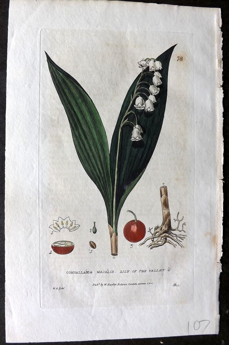 Baxter 1834 Hand Col Botanical Print. Lily of the Valley 78: Hand Colored Etching Published 1834-43, Oxford for "British Phaenogamous Botany; or, Figures and Descriptions of British Flowering Plants" by William Baxter. Paper Size: 8.5 x 5.5 inch (22 x 14cm) Ver