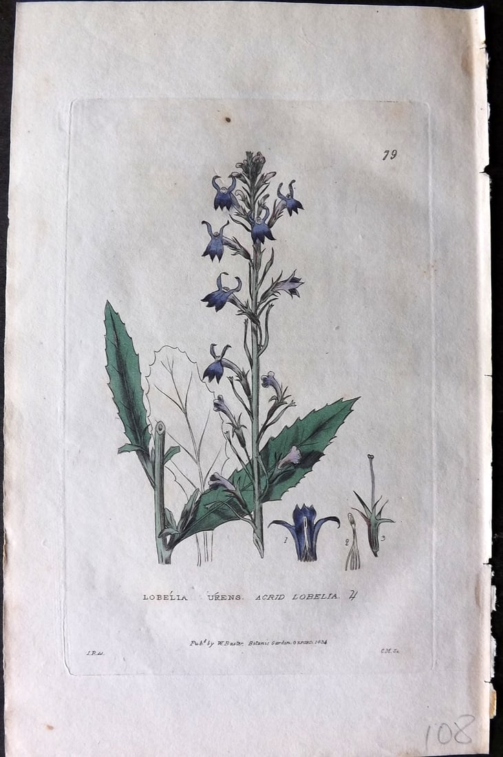Baxter 1834 Hand Col Botanical Print. Acrid Lobelia 79: Hand Colored Etching Published 1834-43, Oxford for "British Phaenogamous Botany; or, Figures and Descriptions of British Flowering Plants" by William Baxter. Paper Size: 8.5 x 5.5 inch (22 x 14cm) Ver