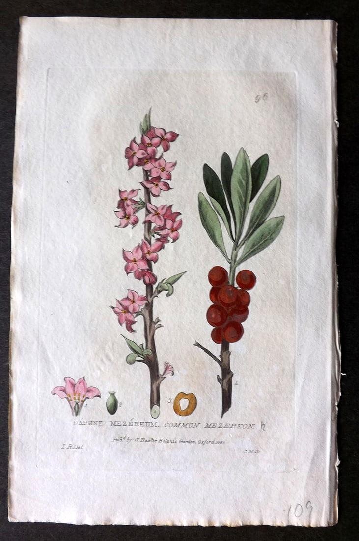 Baxter 1834 Hand Col Botanical Print. Common Mezereon 96: Hand Colored Etching Published 1834-43, Oxford for "British Phaenogamous Botany; or, Figures and Descriptions of British Flowering Plants" by William Baxter. Paper Size: 8.5 x 5.5 inch (22 x 14cm) Som