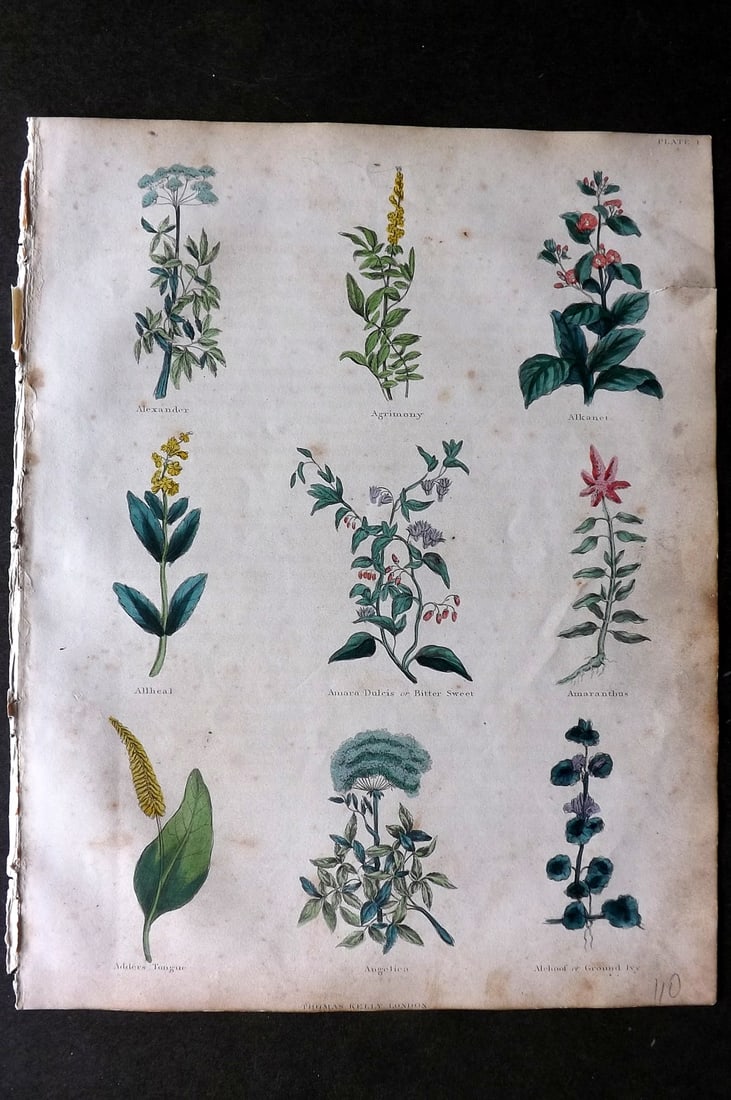 Culpeper, Nicholas C1825 HCol Botanical Print. Alexander, Allheal, Adders Tongue, Amaranthus etc: Hand Colored Etching Published C1825, London for "The Complete Herbal" by Nicholas Culpeper. Paper Size: 10.5 x 8 inch (27 x 21cm) Some toning and small margin tear