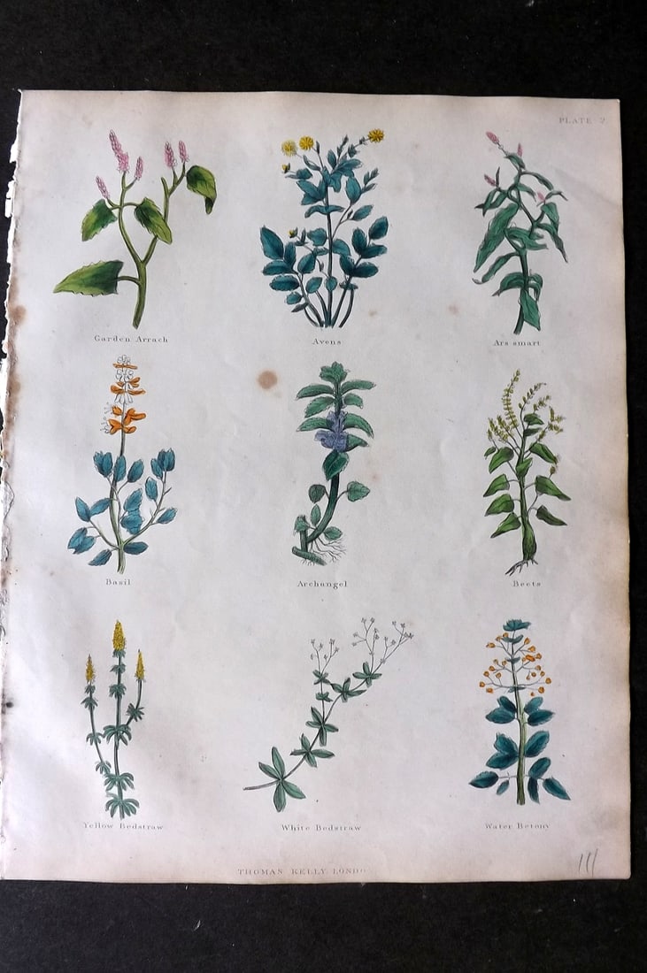 Culpeper, Nicholas C1825 HCol Botanical Print. Basil, Beets, Bedstraw, Water Betony etc: Hand Colored Etching Published C1825, London for "The Complete Herbal" by Nicholas Culpeper. Paper Size: 10.5 x 8 inch (27 x 21cm) Minor toning otherwise fine