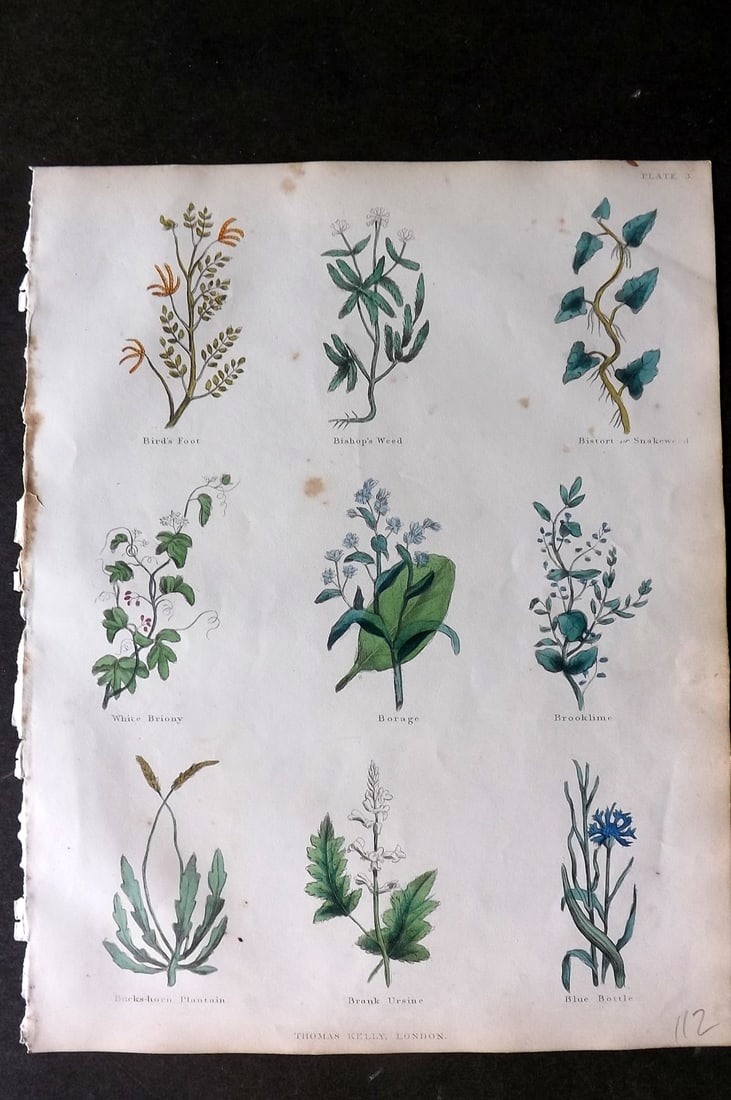 Culpeper, Nicholas C1825 HCol Botanical Print. Bird;s Foot, Briony, Borage, Brooklime, Blue Bottle: Hand Colored Etching Published C1825, London for "The Complete Herbal" by Nicholas Culpeper. Paper Size: 10.5 x 8 inch (27 x 21cm) Minor toning otherwise fine