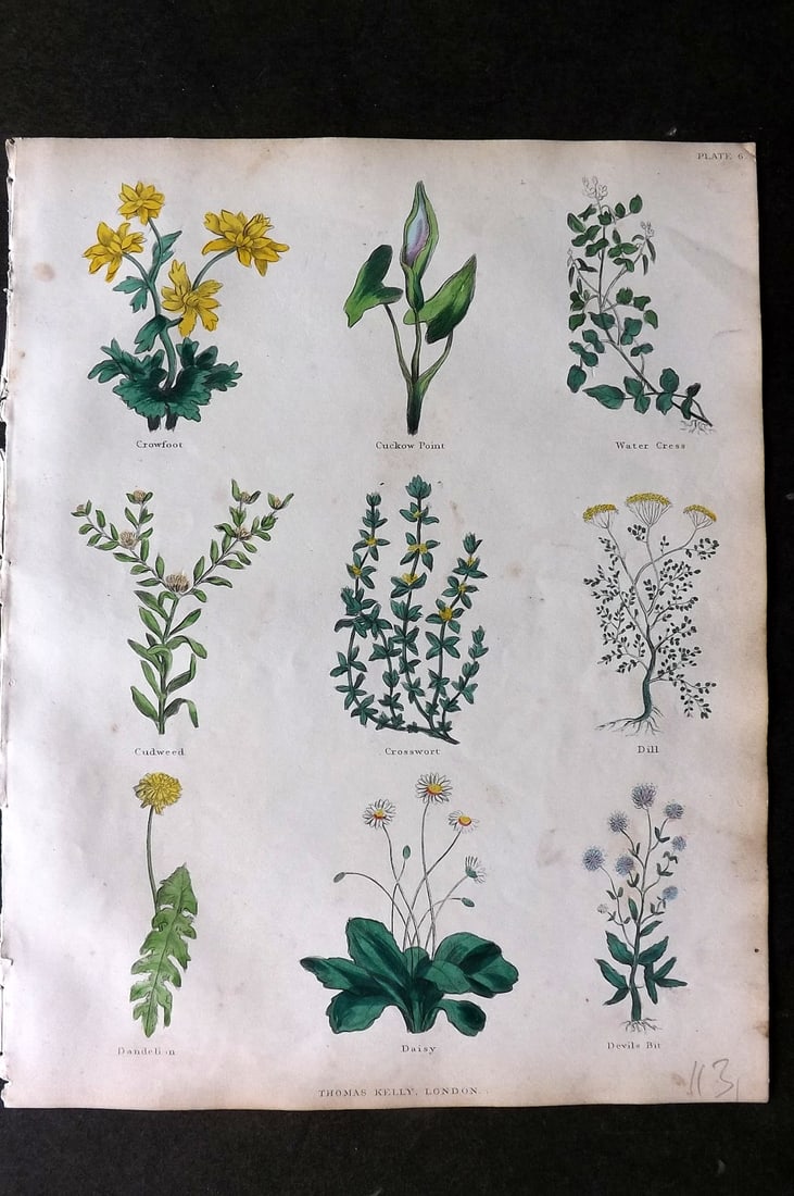 Culpeper, Nicholas C1825 HCol Botanical Print. Crowfoot, Cuckoo Pint, Water Cress, Dandelion, Daisy, (1 of 1)