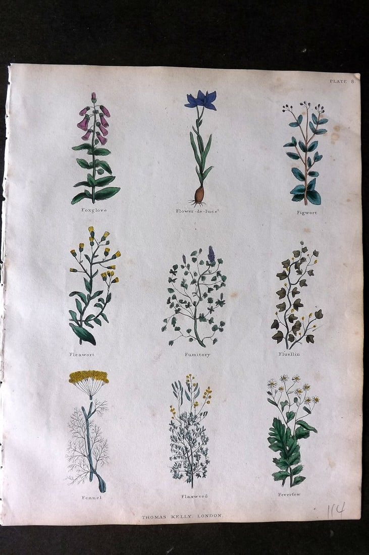 Culpeper, Nicholas C1825 HCol Botanical Print. Foxglove, Flower de Luce, Fleawort, Fennel, Fumitorty: Hand Colored Etching Published C1825, London for "The Complete Herbal" by Nicholas Culpeper. Paper Size: 10.5 x 8 inch (27 x 21cm) Minor toning otherwise fine