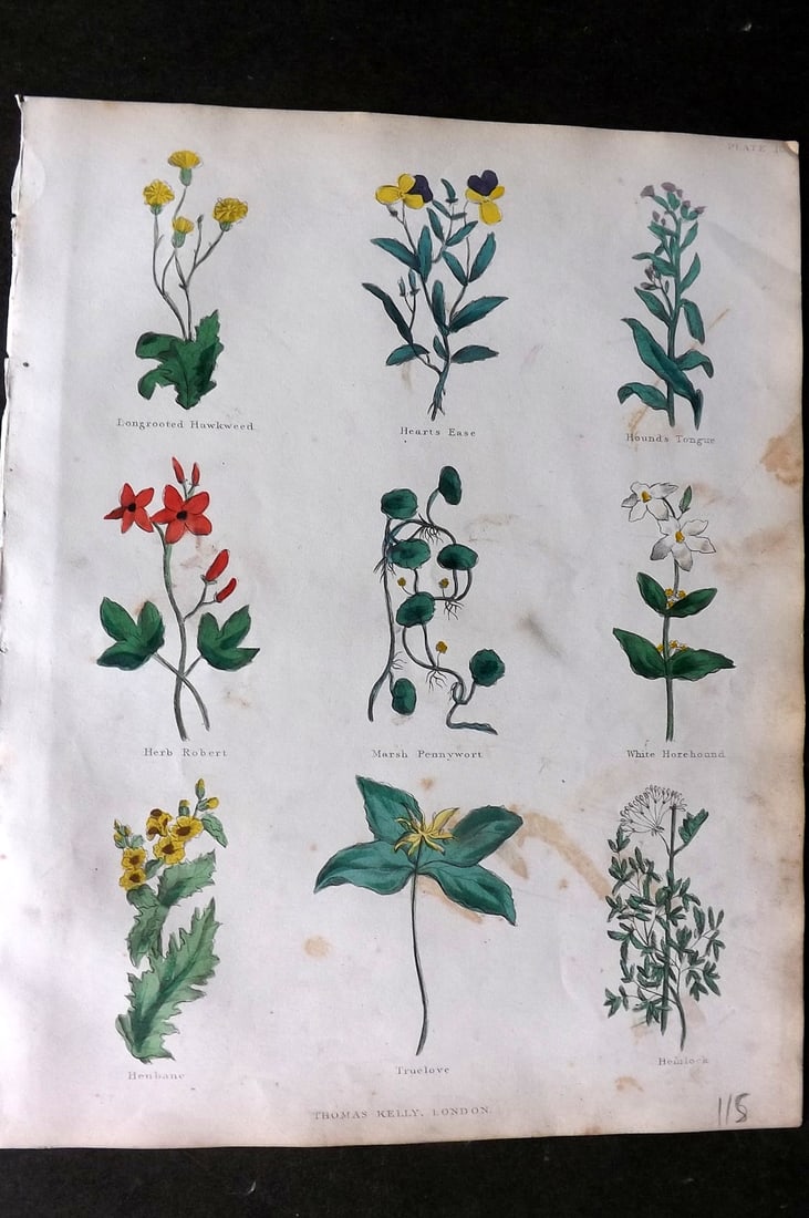 Culpeper, Nicholas C1825 HCol Botanical Print. Hawk Weed, Heart's Ease, Herb Robert, Pennywort, (1 of 1)