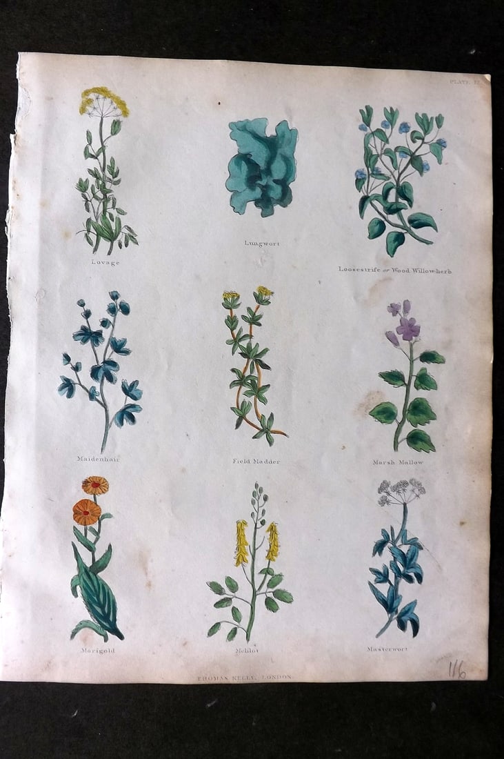 Culpeper, Nicholas C1825 HCol Botanical Print. Lovage, Lungwort, Maidenhair, Marsh Mallow, Marigold: Hand Colored Etching Published C1825, London for "The Complete Herbal" by Nicholas Culpeper. Paper Size: 10.5 x 8 inch (27 x 21cm) Minor toning otherwise fine