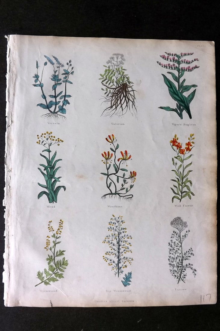 Culpeper, Nicholas C1825 HCol Botanical Print. Vervain, Valerian, Viper's Bugloss, Woodbine, Wall (1 of 1)