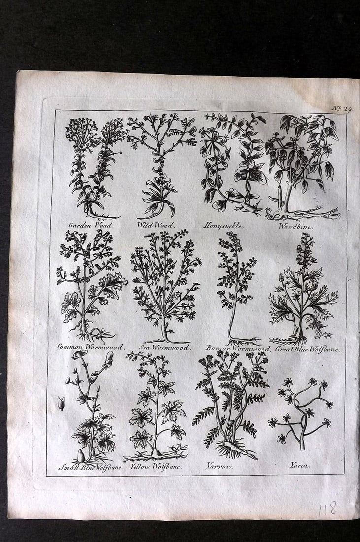 Culpeper, Nicholas C1790 Botanical Print. Honeysuckle, Woodbine, Wormwood, Wolfbane, Yarrow, Yucca: Copper Plate Published C1790, London for "Culpeper's English Physician" by Nicholas Culpeper. Paper Size: 10 x 8 inch (26 x 20cm) Tiny water stain in top margin. Good Condition