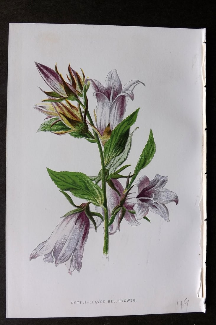 Hulme, F. Edward 1884 First Edition Botanical Print. Nettle Leaved Bell-Flower (1 of 1)