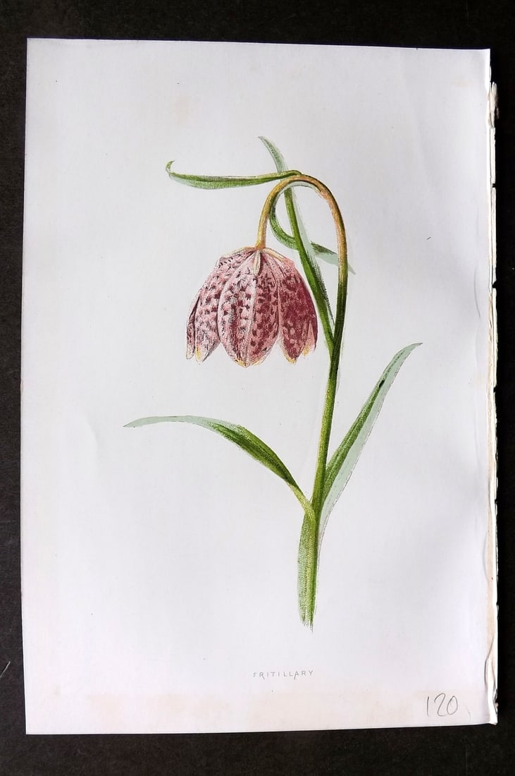Hulme, F. Edward 1884 First Edition Botanical Print. Fritillary (1 of 1)