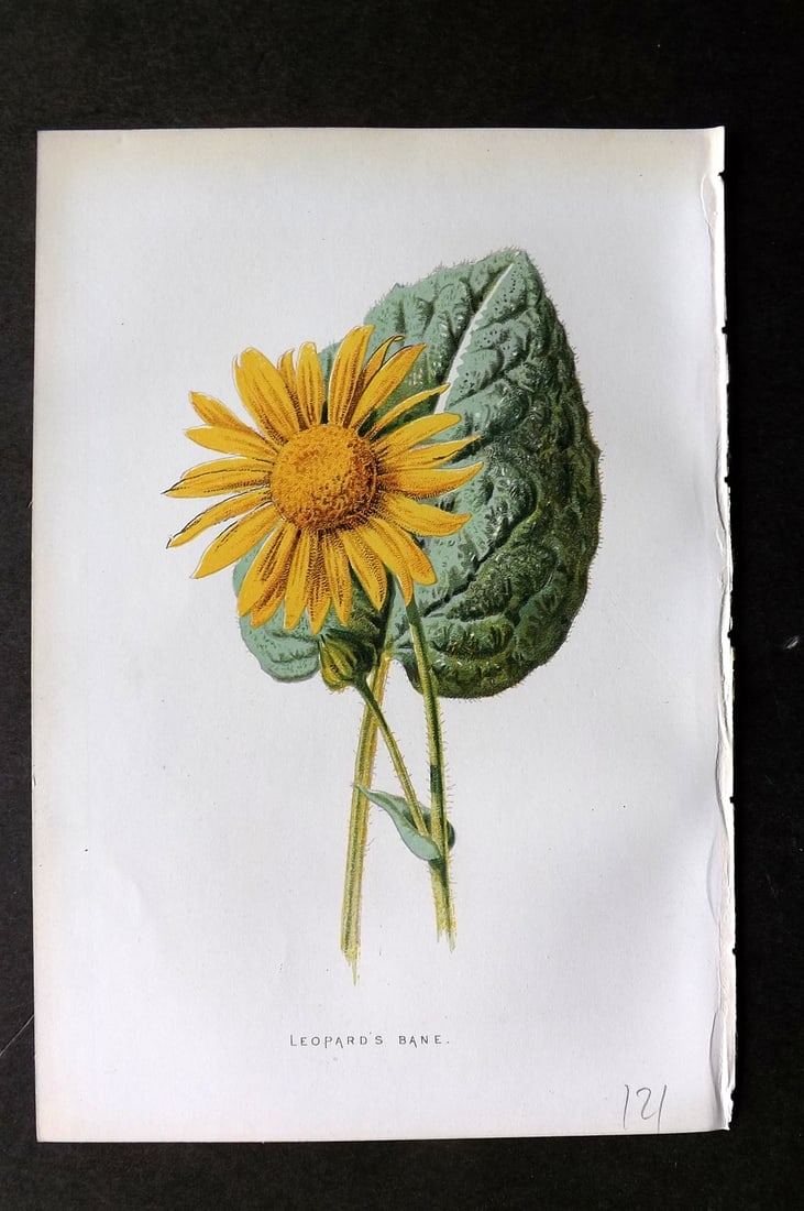 Hulme, F. Edward 1884 First Edition Botanical Print. Leopard's Bane (1 of 1)
