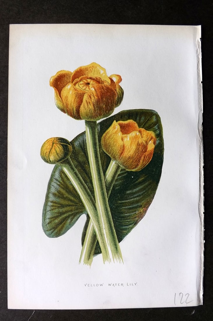 Hulme, F. Edward 1884 First Edition Botanical Print. Yellow Water Lily (1 of 1)