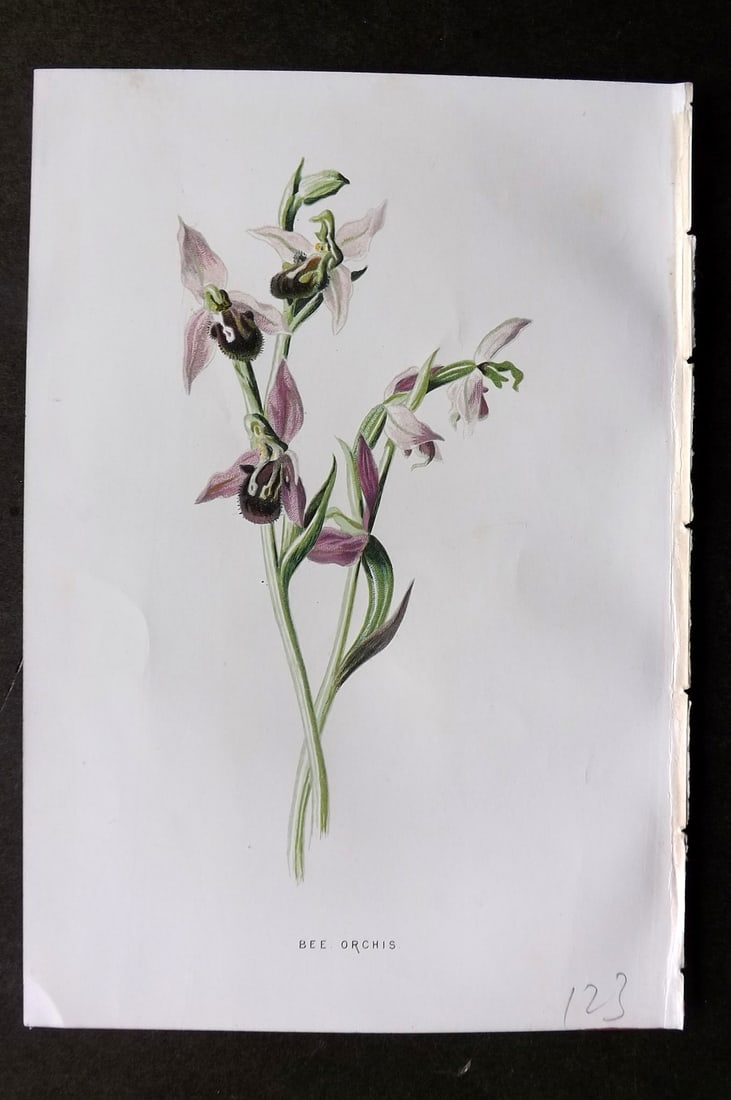 Hulme, F. Edward 1884 First Edition Botanical Print. Bee Orchis Orchid: Chromolithograph Published 1878-84, London for "Familiar Wild Flowers" First Edition by F. Edward Hulme & Shirley Hibberd. Paper Size: 7.5 x 5 inch (19 x 13cm) Good Condition