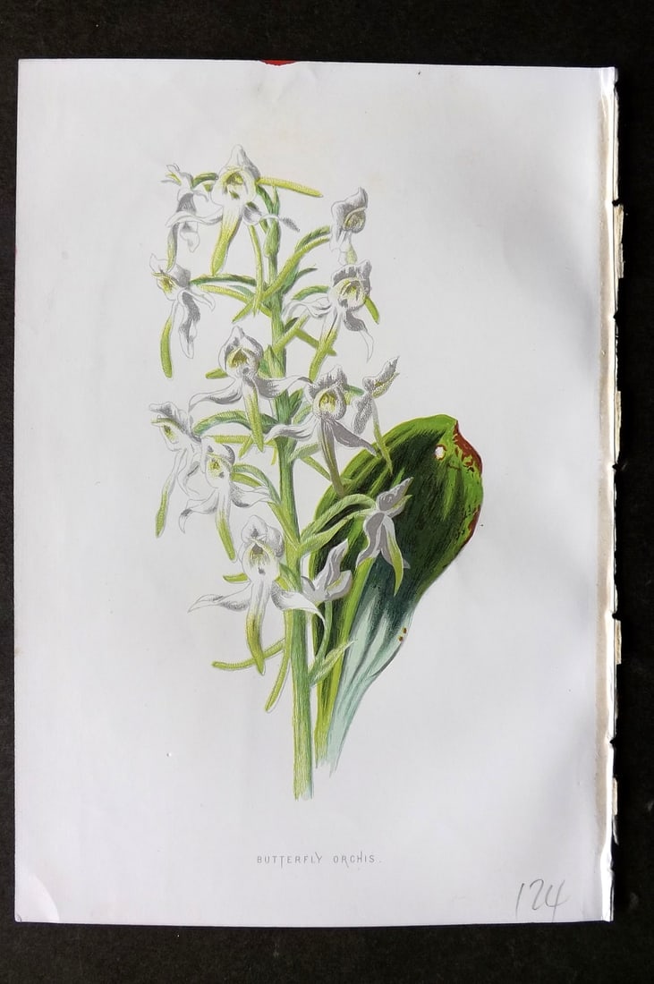 Hulme, F. Edward 1884 First Edition Botanical Print. Butterfly Orchis Orchid: Chromolithograph Published 1878-84, London for "Familiar Wild Flowers" First Edition by F. Edward Hulme & Shirley Hibberd. Paper Size: 7.5 x 5 inch (19 x 13cm) Good Condition
