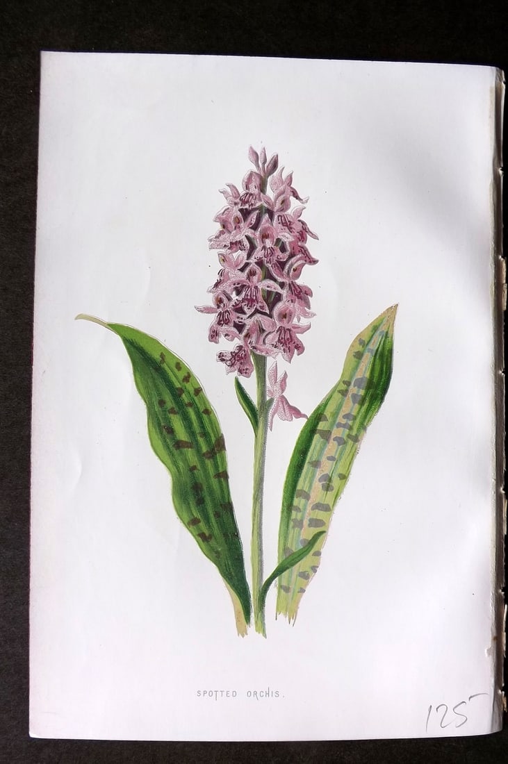 Hulme, F. Edward 1884 First Edition Botanical Print. Spotted Orchis Orchid: Chromolithograph Published 1878-84, London for "Familiar Wild Flowers" First Edition by F. Edward Hulme & Shirley Hibberd. Paper Size: 7.5 x 5 inch (19 x 13cm) Good Condition
