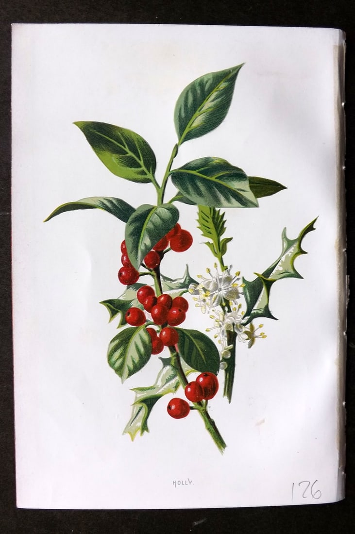 Hulme, F. Edward 1884 First Edition Botanical Print. Holly (1 of 1)