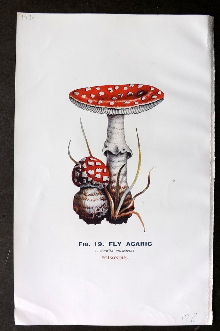 MAFF 1926 Antique Mushroom Fungi Print. Fly Agaric 19: Vintage Offset Lithograph Published 1926, London for "Edible and Poisonous Fungi" by the Ministry of Agriculture & Fisheries (MAFF) Reverse side blank. Paper Size: 9.5 x 6 inch (24 x 16cm) Good Condit