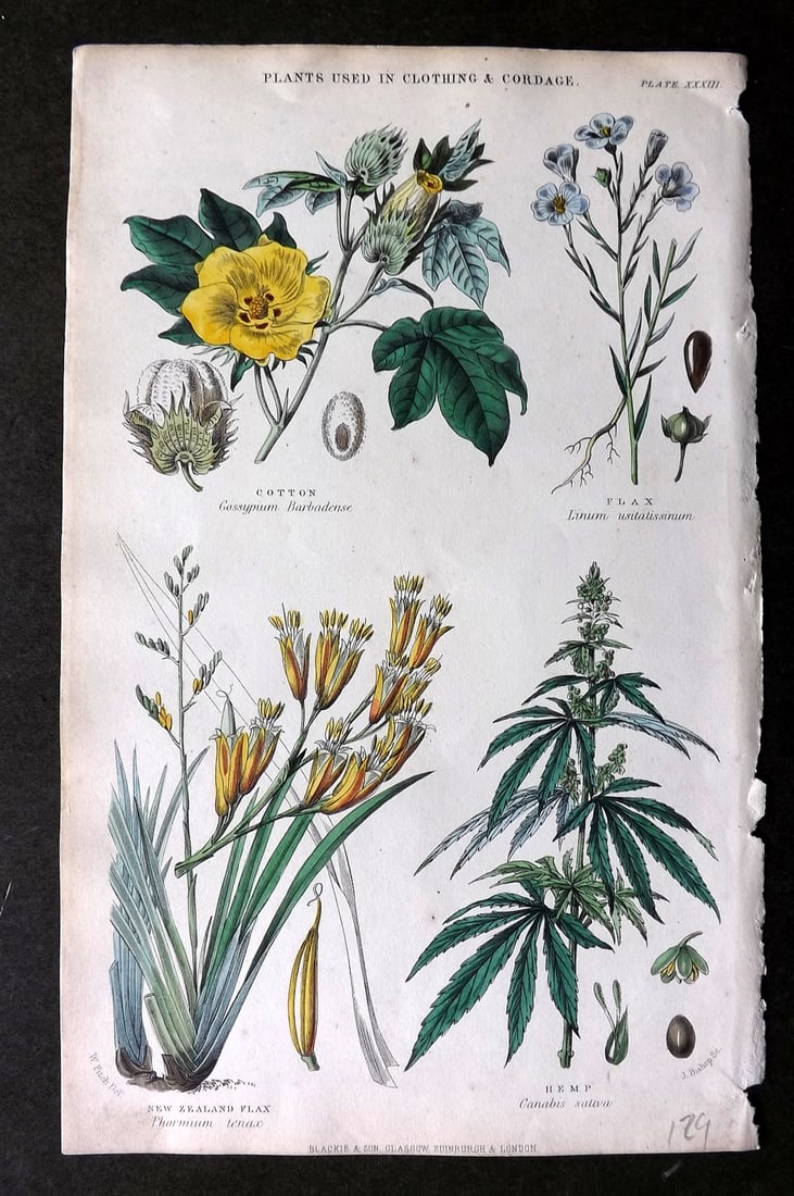 Rhind, William 1868 HCol Print. Cannabis Hemp, Cotton, Flax, New Zealand Flax (1 of 1)