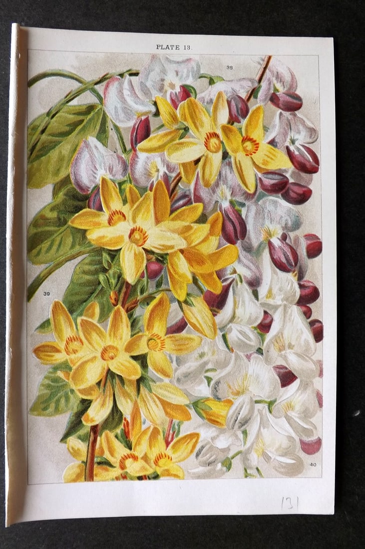 Weathers, John 1903 Botanical Print. Wisteria Chinensis, Forsythia 13 (1 of 1)