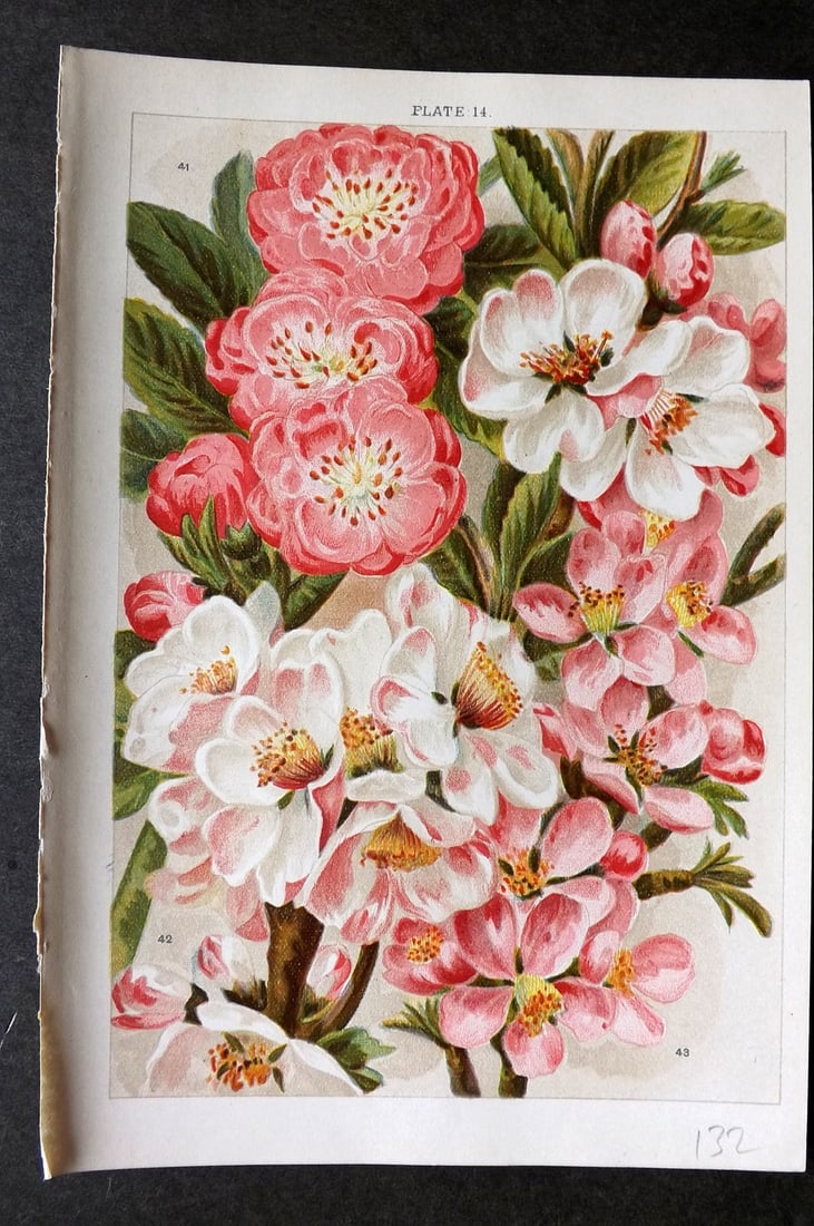 Weathers, John 1903 Botanical Print. Amygdalus Communis 14 (1 of 1)